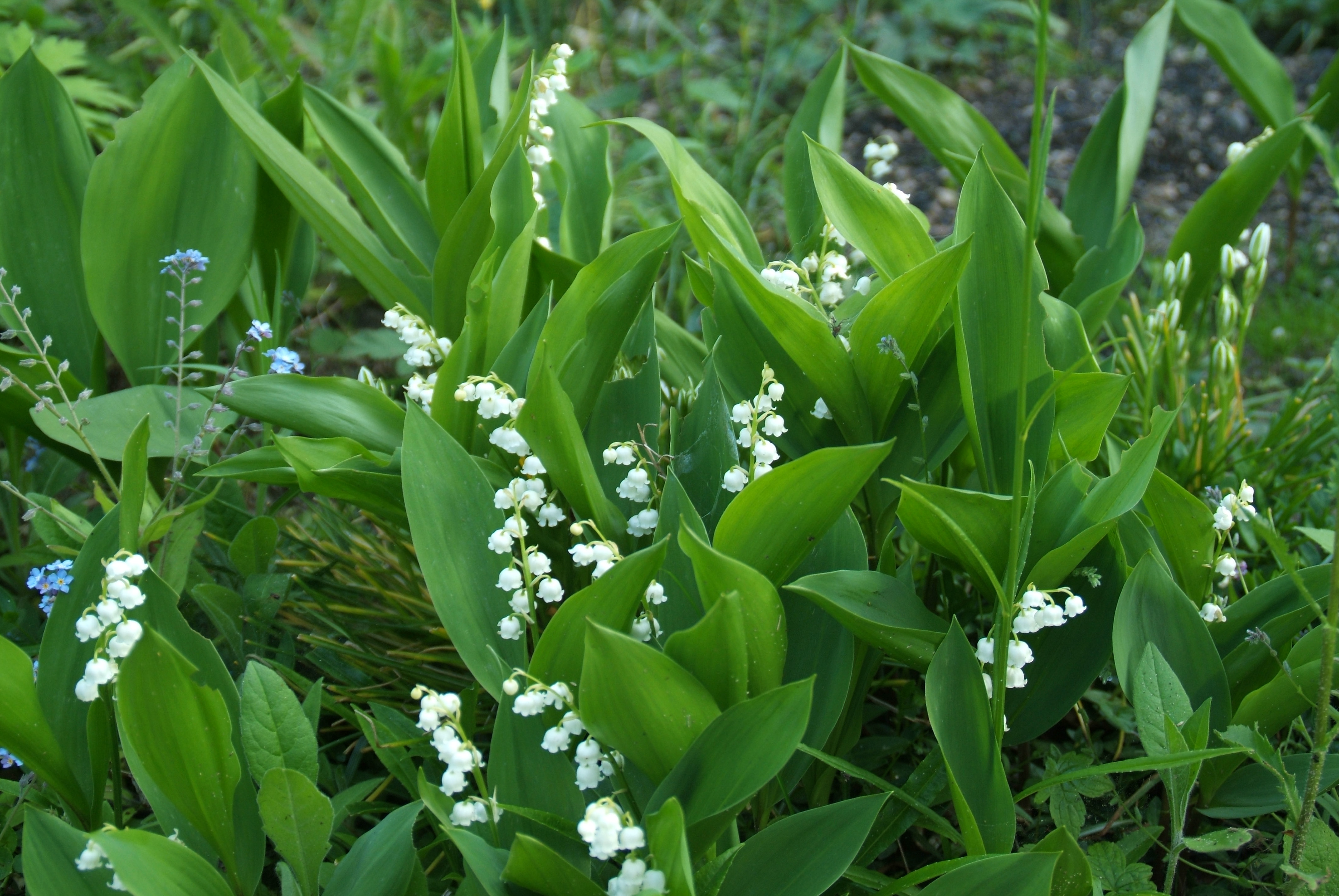 Convallaria majalis Lelietje-van-dalen bestellen